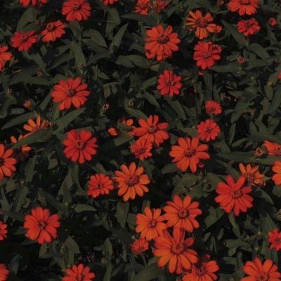 kok全站app官网登录入口